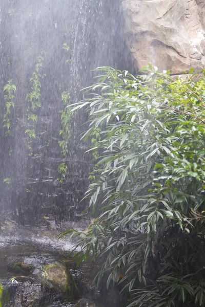 Dżungla na monsun. — Zdjęcie stockowe