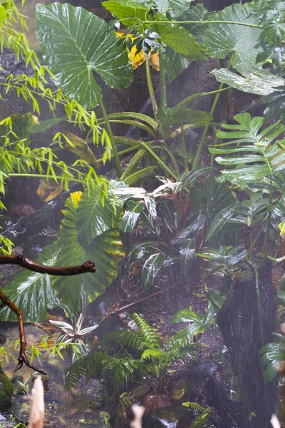 Jungle on the monsoon. — Stock Photo, Image