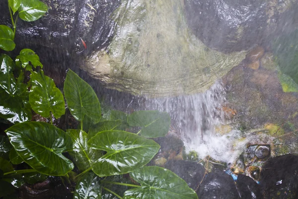 Jungle on the monsoon. — Stock Photo, Image