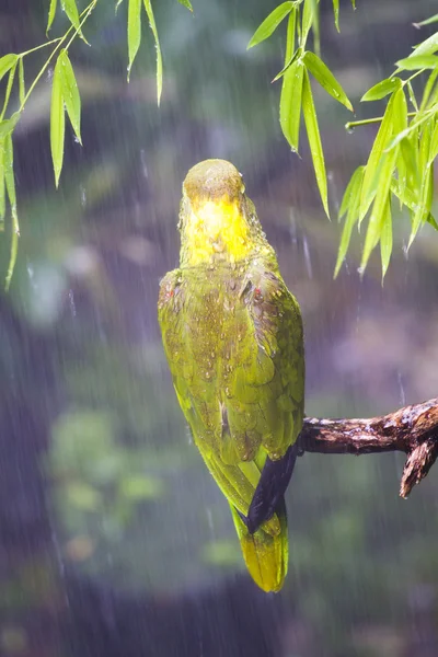Little parrot in jungle on the monsoon. — Stock Photo, Image
