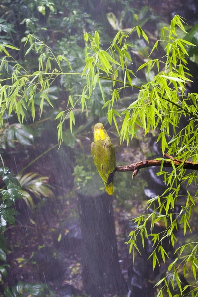 坐在丛林中的一个分支上的绿鹦鹉 — 图库照片