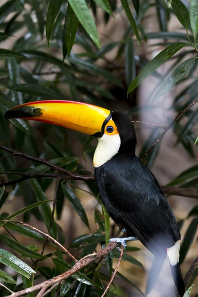 에 앉아 아름 다운 tucan — 스톡 사진