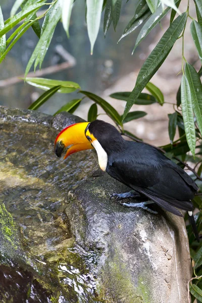 Beautiful tucan drinking water on jungle — Stock Photo, Image