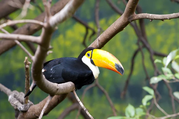 Beautiful tucan sitting on a branch — Stock Photo, Image