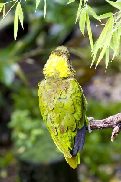 Zelený papoušek sedící na větvi v džungli — Stock fotografie