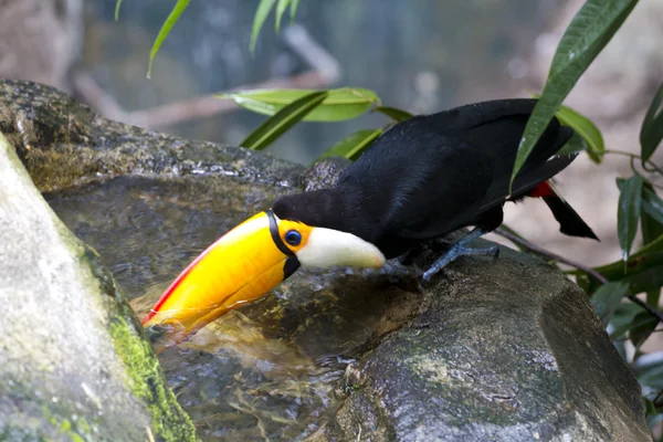 Krásný tucan pitné vody na jungle — Stock fotografie