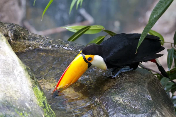 Wunderschönes Tucan-Trinkwasser im Dschungel — Stockfoto