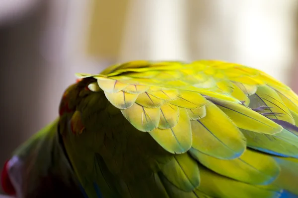 Grön papegoja fjädrar — Stockfoto