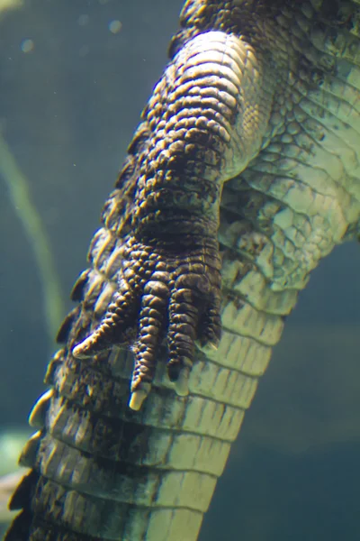 鳄鱼河下 — 图库照片