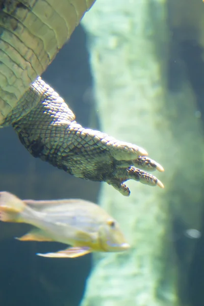 Krokodil unter Fluss — Stockfoto