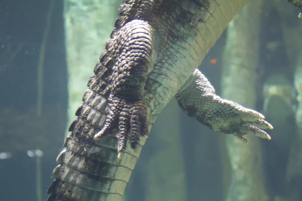 Krokodil unter Fluss — Stockfoto