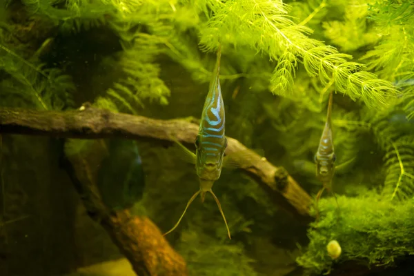 Multe creaturi subacvatice — Fotografie, imagine de stoc