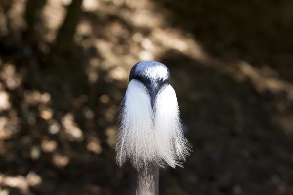 Penas de aves engraçadas — Fotografia de Stock