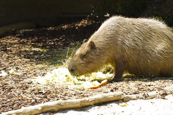 Retrato de capibara — Foto de Stock