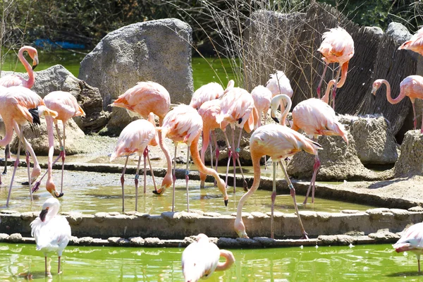 Gruppe af caribbean flamingoer på vand - Stock-foto