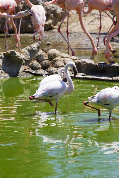 Group of caribbean flamingos on water — Stock Photo, Image