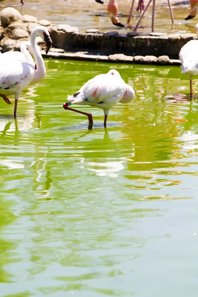 stock image Group of caribbean flamingos on water