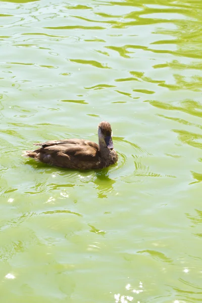 Happy Little duckling swimming in a river of green water — Stock Photo, Image