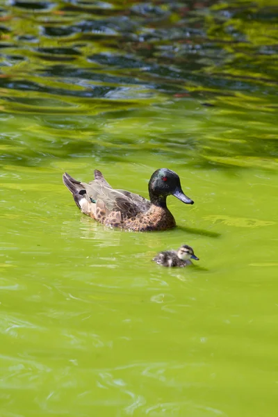 Семья уток счастливо плавает в реке зеленой воды — стоковое фото