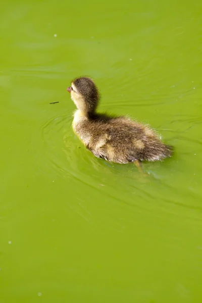 Šťastné malé káčátko plavání v řece zelené vody — Stock fotografie