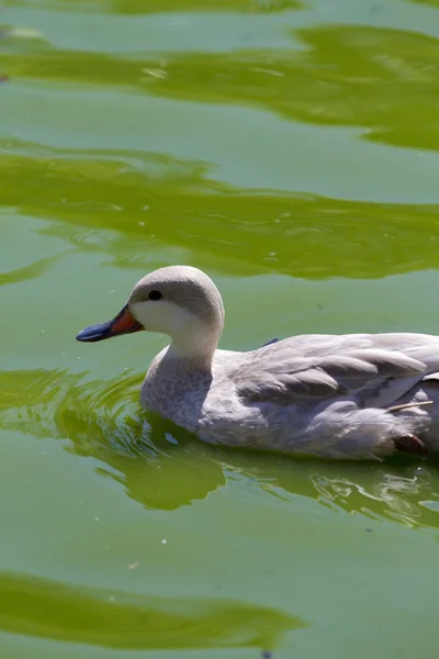 Rodziny kaczek szczęśliwie pływanie w rzece woda zielony — Zdjęcie stockowe