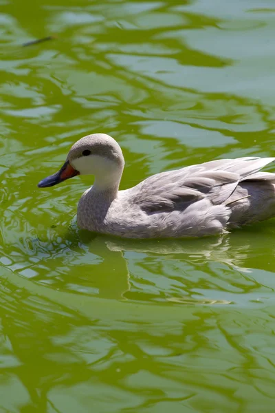 Happy Little duckling swimming in a river of green water — Stock Photo, Image