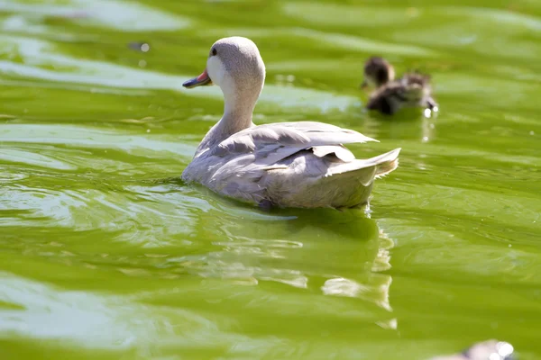 Family of ducks happily swimming in a river of green water — Stock Photo, Image