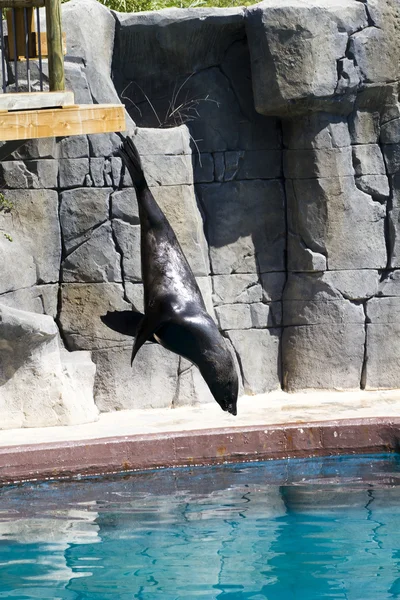 Hermosos lobos marinos saltando al agua —  Fotos de Stock