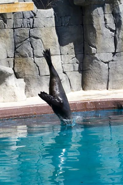 Schöne Seelöwen springen ins Wasser — Stockfoto