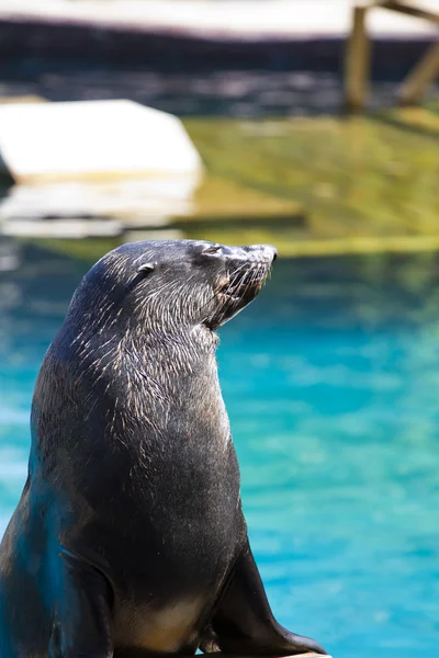 Krásný Hotel sea lion v přirozeném prostředí — Stock fotografie