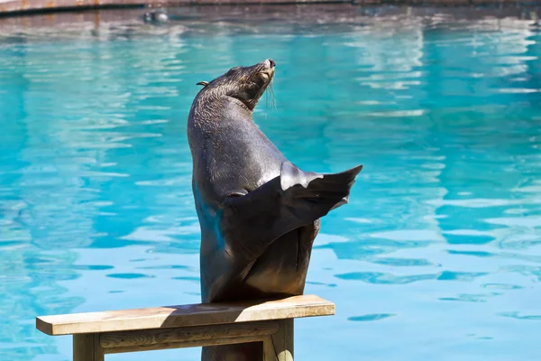 아름 다운 바다 사자 동물의 쇼에서 재생 — 스톡 사진