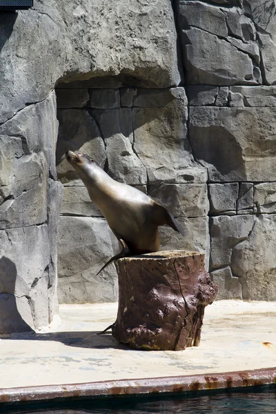 Krásný Hotel sea lion v přirozeném prostředí — Stock fotografie