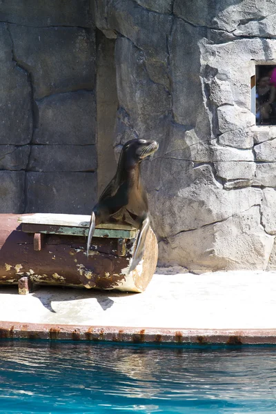 Krásný Hotel sea lion hraje v show zvířat — Stock fotografie