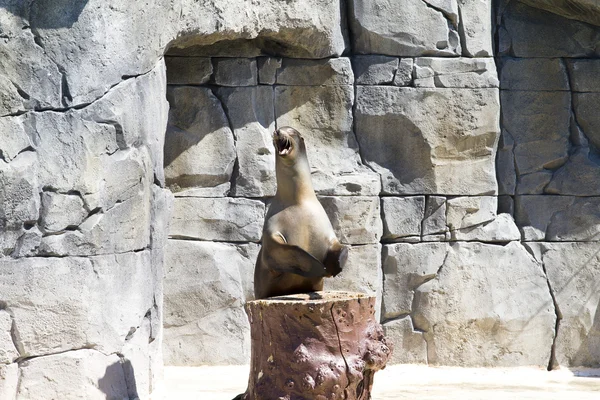 Belo leão marinho em um ambiente natural — Fotografia de Stock