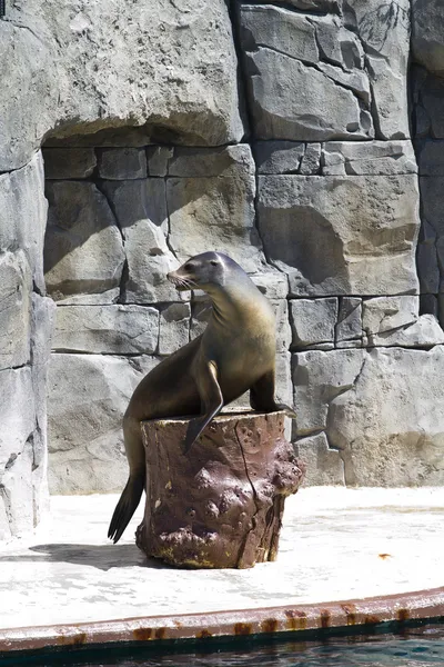 Krásný Hotel sea lion tleskají — Stock fotografie