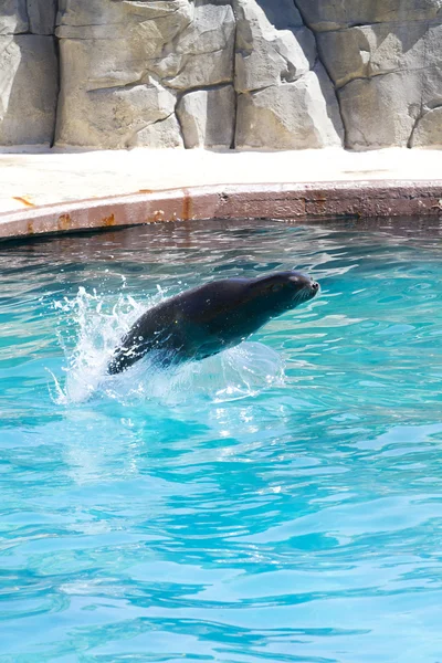 Bellissimi leoni marini che saltano in acqua — Foto Stock
