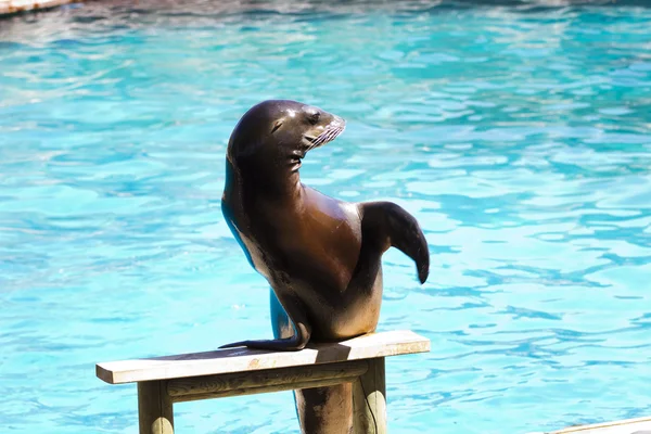 Krásný Hotel sea lion v přirozeném prostředí — Stock fotografie