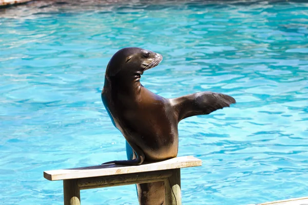Schöne Seelöwe spielt in einer Show von Tieren — Stockfoto