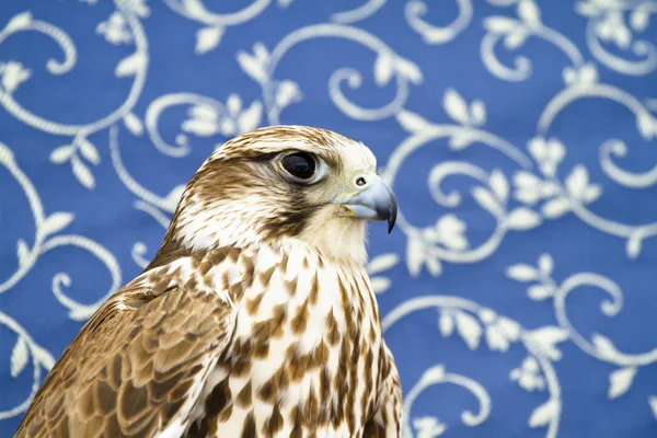 Peregrine, falcon — Stock Photo, Image