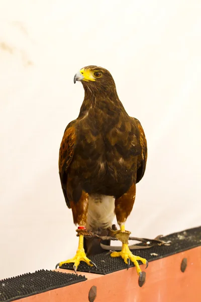 Black eagle — Stock Photo, Image