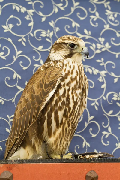 Peregrine, falcon — Stockfoto