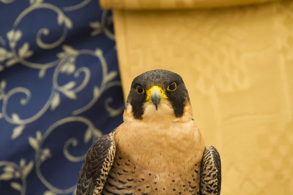 Peregrine, falcon — Stock fotografie