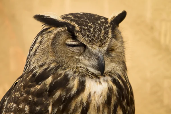 stock image Owl portrait