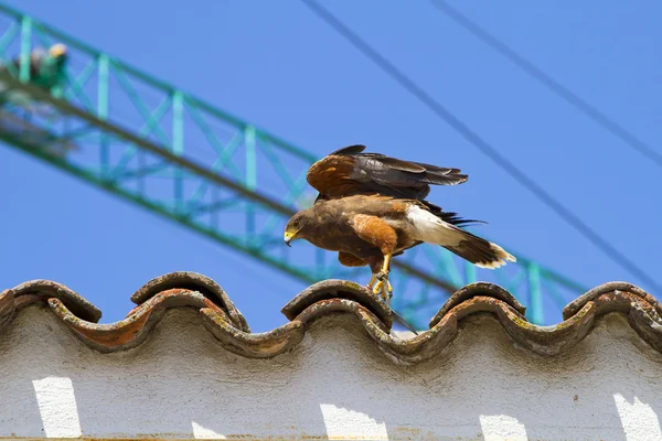 Display of birds of prey, golden eagle — Stock Photo, Image