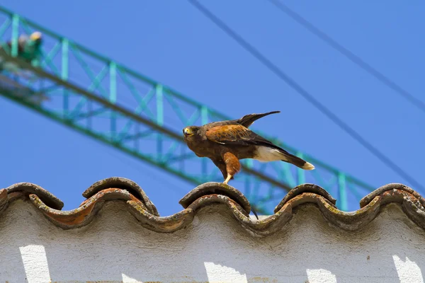Відображення птахів здобичі, золотий орел — стокове фото