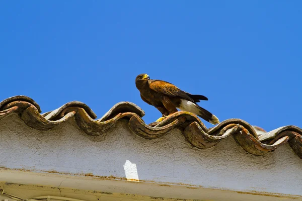 Ukázkou dravých ptáků, golden eagle — Stock fotografie