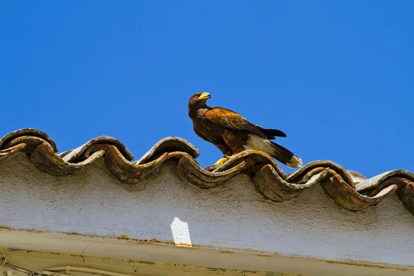 Display of birds of prey, golden eagle — Stock Photo, Image