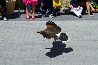 alçaktan uçan kartal