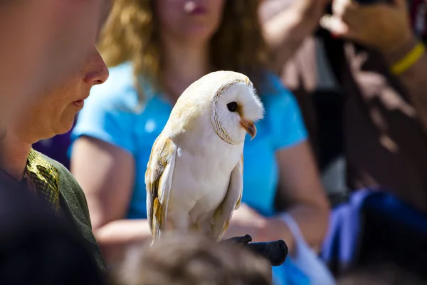 Ukázkou dravých ptáků, screech owl — Stock fotografie