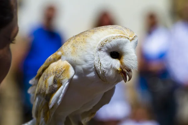 Ukázkou dravých ptáků, screech owl — Stock fotografie